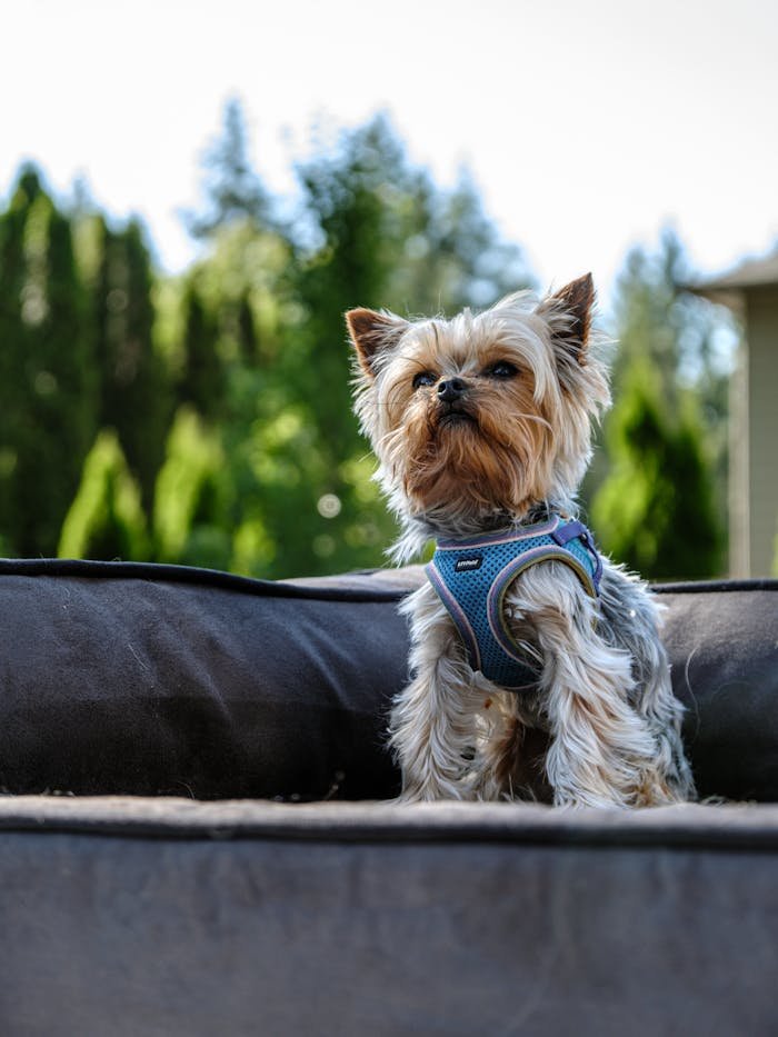 Adorable Yorkshire Terrier relaxing on an outdoor dog bed on a sunny day.